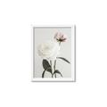 Picture of Romantic Blur Peony III _GroupedProduct_Rectangle_Portrait_Photography _GroupedProduct_Rectangle_Portrait_Framed_Matted_