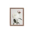 Picture of Romantic Blur Peony III _GroupedProduct_Rectangle_Portrait_Photography _GroupedProduct_Rectangle_Portrait_Framed_Matted_