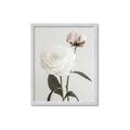 Picture of Romantic Blur Peony III _GroupedProduct_Rectangle_Portrait_Photography _GroupedProduct_Rectangle_Portrait_Framed_Matted_