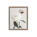 Picture of Romantic Blur Peony III _GroupedProduct_Rectangle_Portrait_Photography _GroupedProduct_Rectangle_Portrait_Framed_Matted_