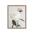 Picture of Romantic Blur Peony III _GroupedProduct_Rectangle_Portrait_Photography _GroupedProduct_Rectangle_Portrait_Framed_Matted_