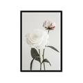 Picture of Romantic Blur Peony III _GroupedProduct_Rectangle_Portrait_Photography _GroupedProduct_Rectangle_Portrait_Framed_Matted_