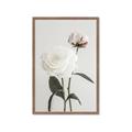 Picture of Romantic Blur Peony III _GroupedProduct_Rectangle_Portrait_Photography _GroupedProduct_Rectangle_Portrait_Framed_Matted_
