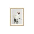 Picture of Romantic Blur Peony III _GroupedProduct_Rectangle_Portrait_Photography _GroupedProduct_Rectangle_Portrait_Framed_Matted_