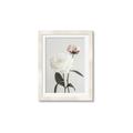 Picture of Romantic Blur Peony III _GroupedProduct_Rectangle_Portrait_Photography _GroupedProduct_Rectangle_Portrait_Framed_Matted_