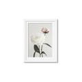 Picture of Romantic Blur Peony III _GroupedProduct_Rectangle_Portrait_Photography _GroupedProduct_Rectangle_Portrait_Framed_Matted_