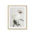 Picture of Romantic Blur Peony III _GroupedProduct_Rectangle_Portrait_Photography _GroupedProduct_Rectangle_Portrait_Framed_Matted_