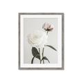 Picture of Romantic Blur Peony III _GroupedProduct_Rectangle_Portrait_Photography _GroupedProduct_Rectangle_Portrait_Framed_Matted_