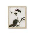 Picture of Romantic Blur Peony II _GroupedProduct_Rectangle_Portrait_Photography _GroupedProduct_Rectangle_Portrait_Framed_Matted_