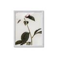 Picture of Romantic Blur Peony II _GroupedProduct_Rectangle_Portrait_Photography _GroupedProduct_Rectangle_Portrait_Framed_Matted_