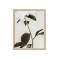 Picture of Romantic Blur Peony II _GroupedProduct_Rectangle_Portrait_Photography _GroupedProduct_Rectangle_Portrait_Framed_Matted_