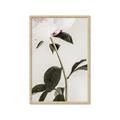 Picture of Romantic Blur Peony II _GroupedProduct_Rectangle_Portrait_Photography _GroupedProduct_Rectangle_Portrait_Framed_Matted_