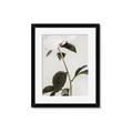 Picture of Romantic Blur Peony II _GroupedProduct_Rectangle_Portrait_Photography _GroupedProduct_Rectangle_Portrait_Framed_Matted_