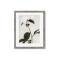 Picture of Romantic Blur Peony II _GroupedProduct_Rectangle_Portrait_Photography _GroupedProduct_Rectangle_Portrait_Framed_Matted_
