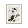 Picture of Romantic Blur Peony II _GroupedProduct_Rectangle_Portrait_Photography _GroupedProduct_Rectangle_Portrait_Framed_Matted_