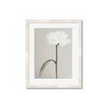 Picture of Romantic Blur Peony I _GroupedProduct_Rectangle_Portrait_Photography _GroupedProduct_Rectangle_Portrait_Framed_Matted_
