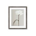 Picture of Romantic Blur Peony I _GroupedProduct_Rectangle_Portrait_Photography _GroupedProduct_Rectangle_Portrait_Framed_Matted_