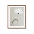 Picture of Romantic Blur Peony I _GroupedProduct_Rectangle_Portrait_Photography _GroupedProduct_Rectangle_Portrait_Framed_Matted_