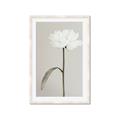 Picture of Romantic Blur Peony I _GroupedProduct_Rectangle_Portrait_Photography _GroupedProduct_Rectangle_Portrait_Framed_Matted_