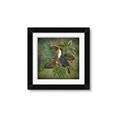Picture of Tropical Paradise Toucan Bird _GroupedProduct_Square_Framed_Matted_