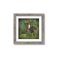 Picture of Tropical Paradise Toucan Bird _GroupedProduct_Square_Framed_Matted_