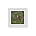 Picture of Tropical Paradise Toucan Bird _GroupedProduct_Square_Framed_Matted_