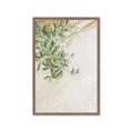 Picture of Few Olive Tree Leaves _GroupedProduct_Rectangle_Portrait_Photography _GroupedProduct_Rectangle_Portrait_Framed_Matted_