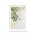 Picture of Few Olive Tree Leaves _GroupedProduct_Rectangle_Portrait_Photography _GroupedProduct_Rectangle_Portrait_Framed_Matted_