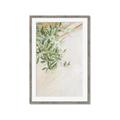 Picture of Few Olive Tree Leaves _GroupedProduct_Rectangle_Portrait_Photography _GroupedProduct_Rectangle_Portrait_Framed_Matted_