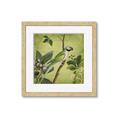 Picture of Vintage Tropical Birds I _GroupedProduct_Square_Framed_Matted_