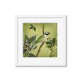 Picture of Vintage Tropical Birds I _GroupedProduct_Square_Framed_Matted_