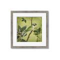 Picture of Vintage Tropical Birds I _GroupedProduct_Square_Framed_Matted_
