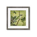 Picture of Vintage Tropical Birds I _GroupedProduct_Square_Framed_Matted_