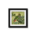 Picture of Vintage Tropical Birds II _GroupedProduct_Square_Framed_Matted_