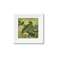 Picture of Vintage Tropical Birds II _GroupedProduct_Square_Framed_Matted_