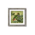 Picture of Vintage Tropical Birds II _GroupedProduct_Square_Framed_Matted_
