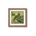 Picture of Vintage Tropical Birds II _GroupedProduct_Square_Framed_Matted_