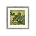 Picture of Vintage Tropical Birds II _GroupedProduct_Square_Framed_Matted_