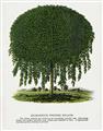 Picture of Kilmarnock Weeping Willow Tree Lithograph _GroupedProduct_Rectangle_Portrait_Unframed_Print_Only_
