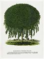 Picture of Kilmarnock Weeping Willow Tree Lithograph _GroupedProduct_Rectangle_Portrait_Unframed_Print_Only_