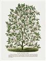 Picture of Hardy Magnolia Tree Lithograph _GroupedProduct_Rectangle_Portrait_Unframed_Print_Only_