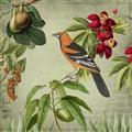 Picture of Tangerine Vintage Bird _GroupedProduct_Square_Unframed_Print_Only_