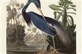 Picture of Vintage Heron Bird _GroupedProduct_Rectangle_Landscape_Unframed_Print_Only_