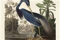 Picture of Vintage Heron Bird _GroupedProduct_Rectangle_Landscape_Unframed_Print_Only_