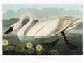 Picture of Vintage Floating White Swan _GroupedProduct_Rectangle_Landscape_Unframed_Print_Only_
