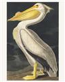 Picture of Vintage White Pelican _GroupedProduct_Rectangle_Portrait_Unframed_Print_Only_