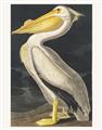 Picture of Vintage White Pelican _GroupedProduct_Rectangle_Portrait_Unframed_Print_Only_