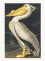 Picture of Vintage White Pelican _GroupedProduct_Rectangle_Portrait_Unframed_Print_Only_