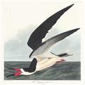 Picture of Black Skimmer From Birds of America (1827) _GroupedProduct_Square_Unframed_Print_Only_