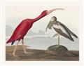 Picture of Vintage Scarlet Ibis Bird _GroupedProduct_Rectangle_Landscape_Unframed_Print_Only_